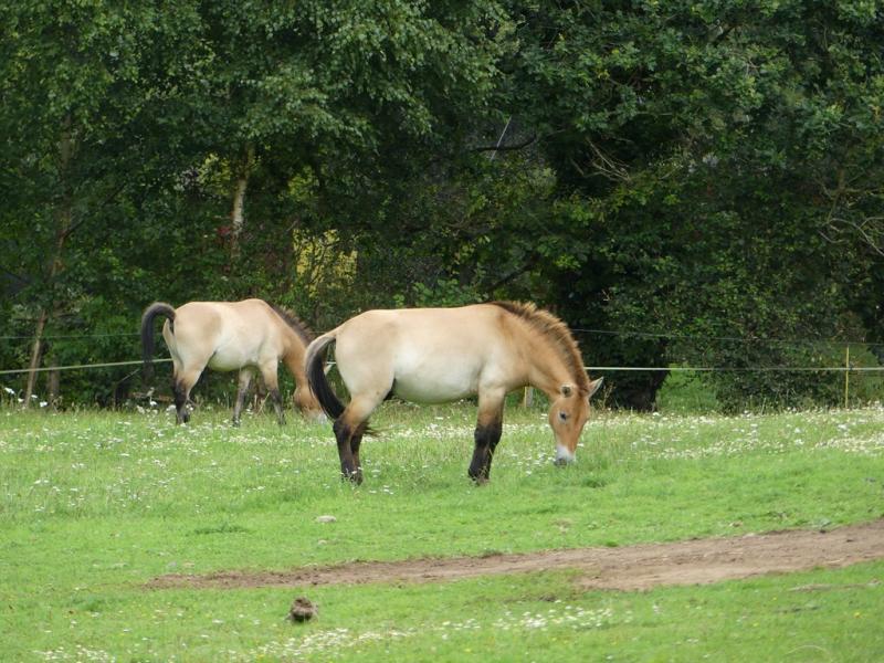 Cheval de Przewalski