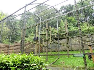 Langur de Java