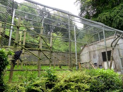 Langur de Java - 2023