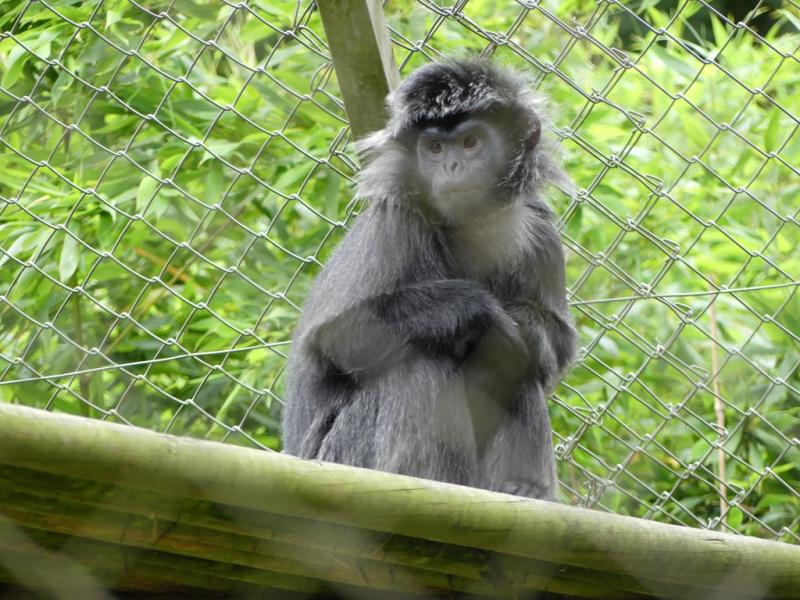 Langur de Java