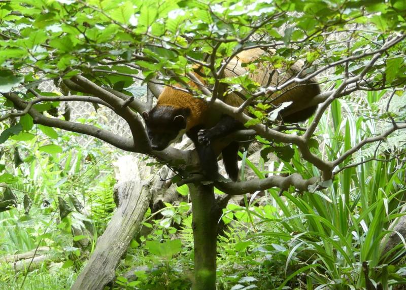 Martre à gorge jaune