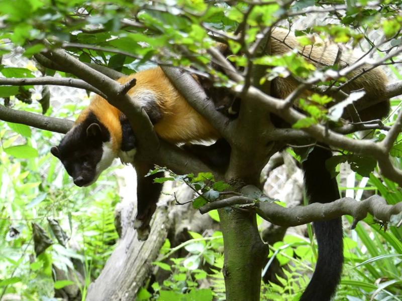 Martre à gorge jaune - 2023