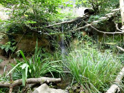 Martre à gorge jaune - 2023