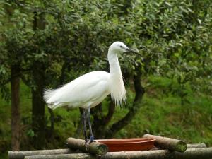 Aigrette garzette