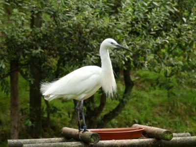 Aigrette garzette - 2023