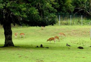 Cerf du Vietnam