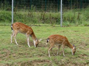 Cerf du Vietnam