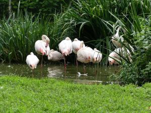Flamant rose
