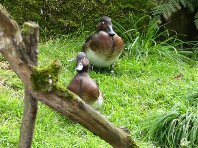 Fuligule de Baer - 2023