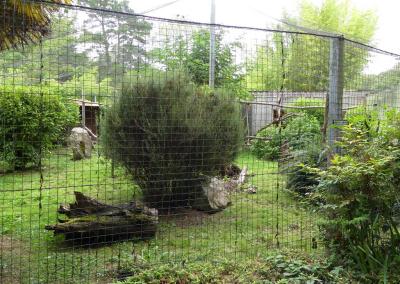 Goura de Victoria - Pigeon de Nicobar - 2023