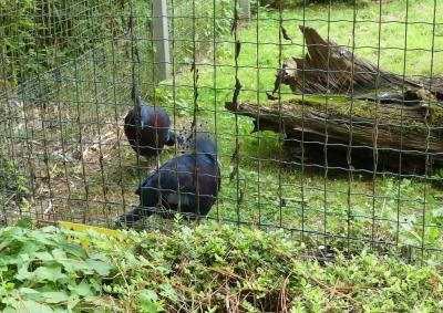 Goura de Victoria - 2023