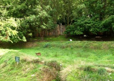 Grue de Mandchourie - Muntjac de Chine - 2023