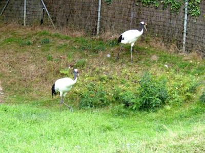 Grue de Mandchourie - 2023