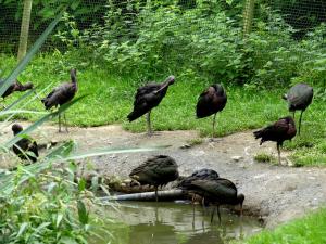 Ibis falcinelle