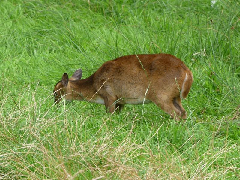 Muntjac de Chine