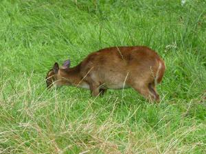 Muntjac de Chine