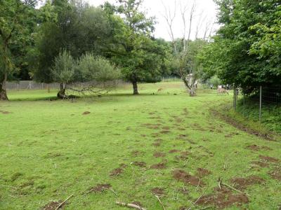 Nilgaut - Cerf du Vietnam - 2023