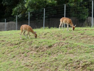 Nilgaut - Cerf du Vietnam - 2023