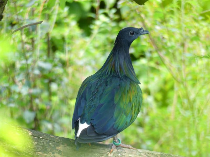 Pigeon de Nicobar