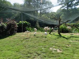 Flamant rose