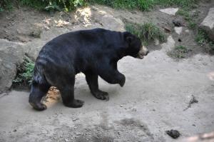 Ours malais