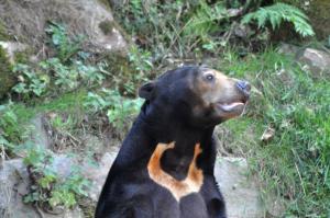Ours malais