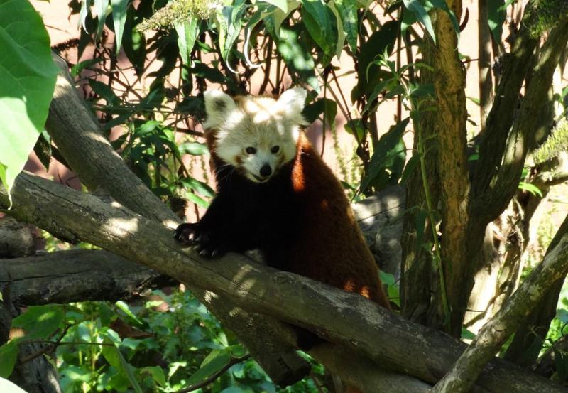 Panda roux