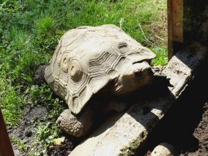 Tortue brune