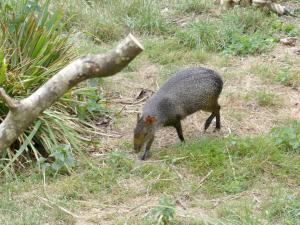 Agouti d'Azara (2)