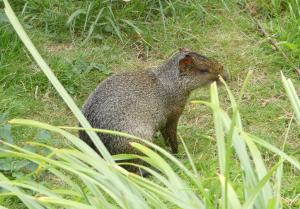 Agouti d'Azara