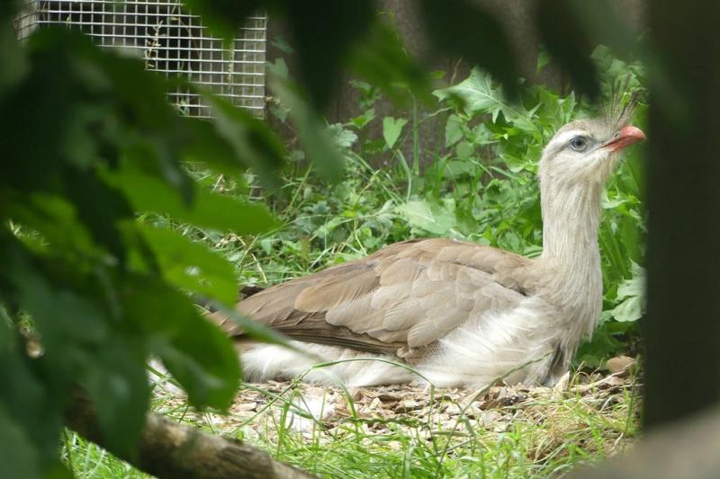 Cariama huppé