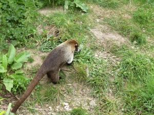 Coati à nez blanc