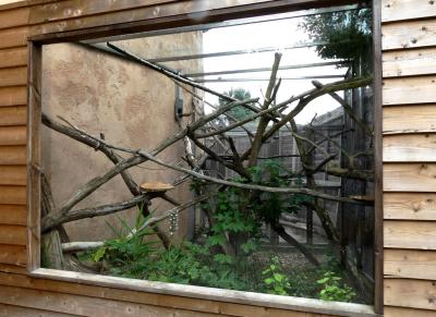 Ouistiti pygmée - 2021