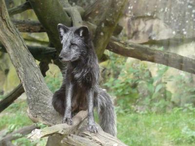 Renard polaire - 2021