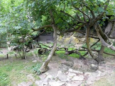 Renard polaire - 2021