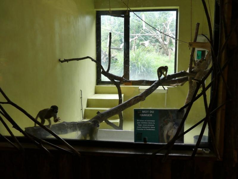 Saïmiri - Agouti - Coati