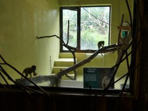 Saïmiri - Agouti - Coati