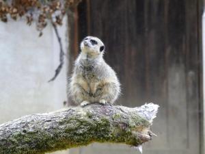 Suricate (2)