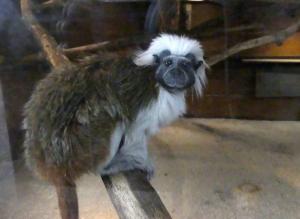 Tamarin pinché