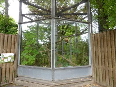 Tamarin pinché - 2021