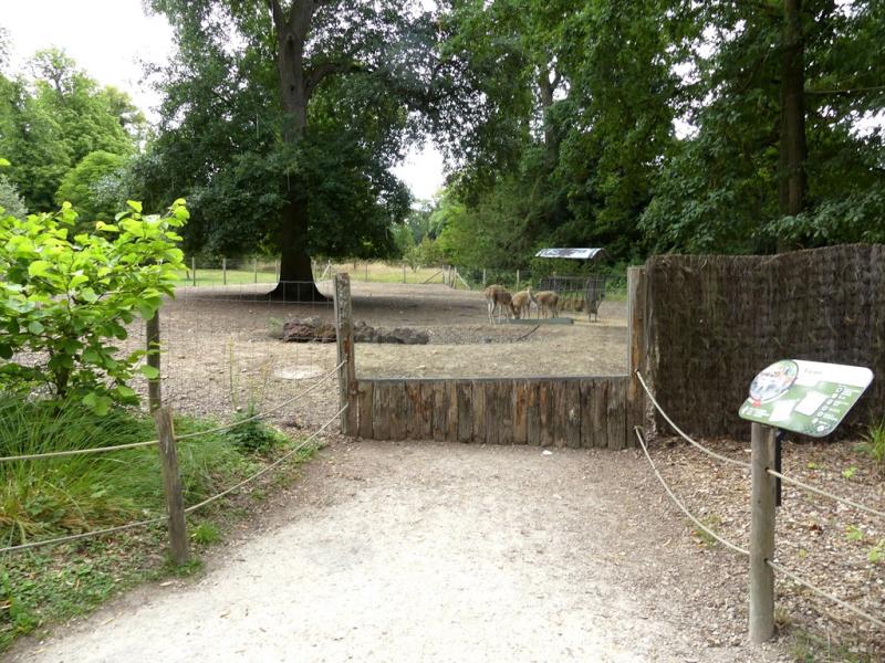 Vigogne