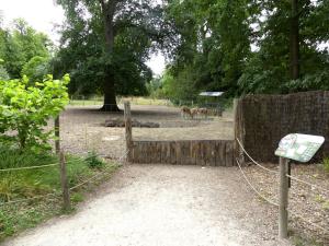 Vigogne