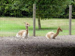 Vigogne