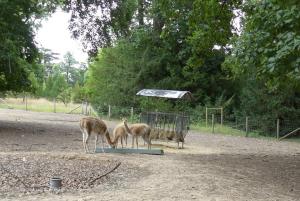 Vigogne