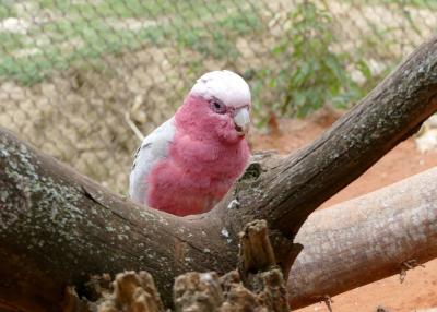 Cacatoés rosalbin - 2021