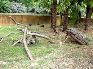 Chien des buissons
