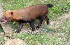Chien des buissons