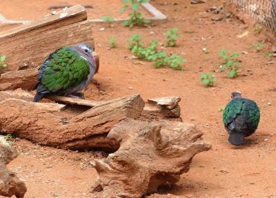 Colombine turvert - 2021