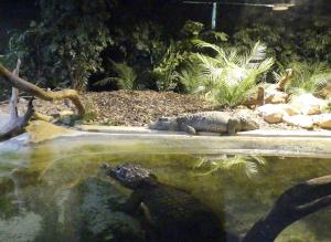 Crocodile nain