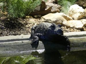 Crocodile nain